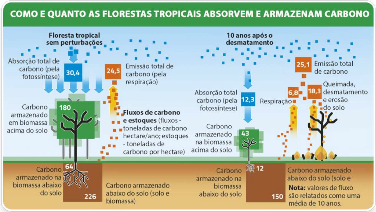 Esquema 'Como e quanto as florestas tropicais absorvem e armazenam carbono'. Os dados são os seguintes: Em uma Floresta tropical sem perturbações, a absorção de carbono (pela fotossíntese) é de 30,4. O carbono é armazenado em biomassa acima do solo é 180. O carbono armazenado na biomassa abaixo do solo é 64 e o carbono armazenado abaixo do solo (solo e biomassa). Seguem para a atmosfera fluxos de carbono e estoque (fluxos-toneladas de carbono de hectare por ano; estoques de toneladas de carbono por hectare). Por fim, a emissão total de carbono (pela respiração) é de 24,5. Após 10 anos de desmatamento, a absorção total de carbono (pela fotossíntese) é de 12,3. O carbono armazenado na biomassa acima do solo é 43. O carbono armazenado na biomassa abaixo do solo é de 12. O carbono armazenado abaixo do solo (solo e biomassa). Nota: valores de fluxo são relatados como uma média de 10 anos. Por fim, a emissão total de carbono é de 25,1, sendo que a respiração corresponde a 6,8 e a queimada, desmatamento e erosão do solo.