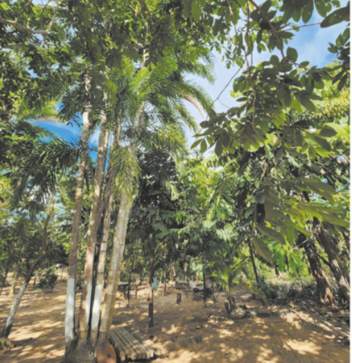 Foto de local com palmeiras e diferentes tipos de árvores.