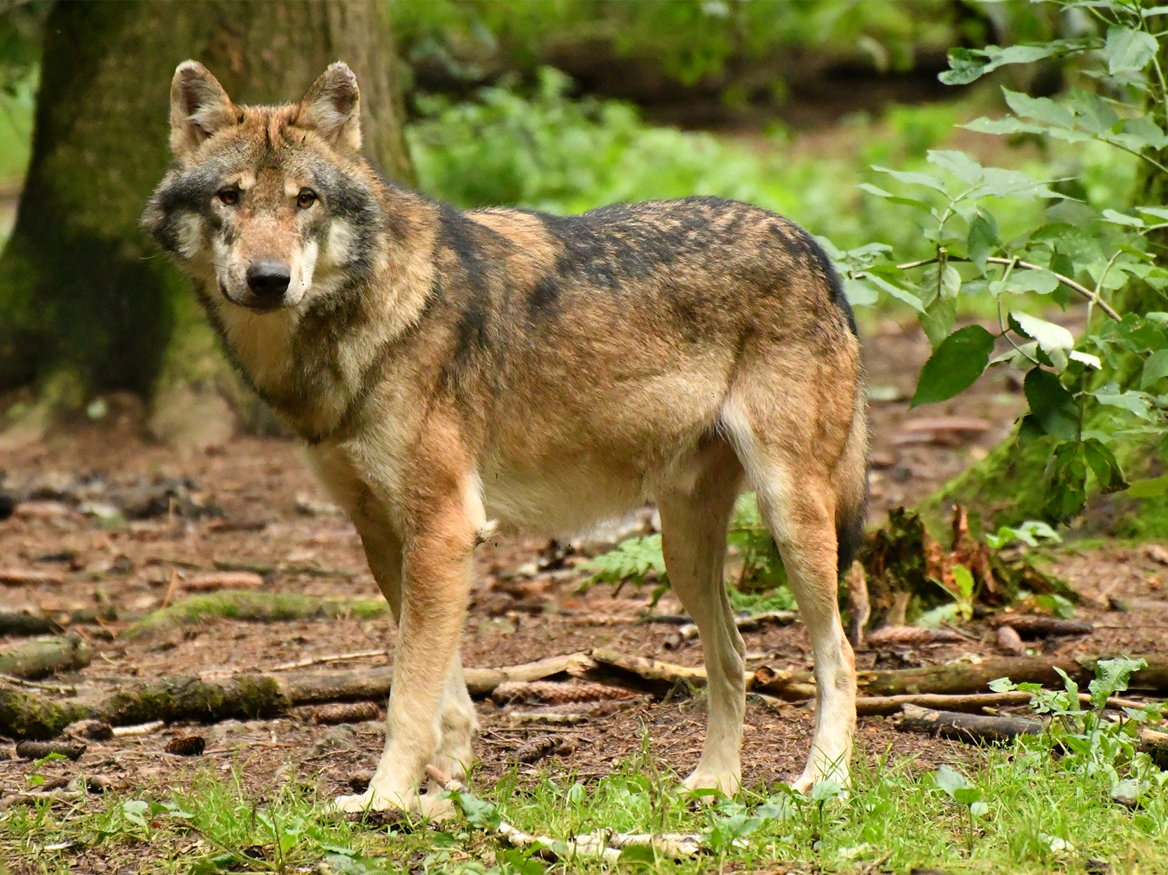 Fotografia de um lobo vermelho no meio da floresta. Ele tem a pelagem mesclada nas cores preto e marrom avermelhado. Seus olhos são castanhos e o focinho é preto.