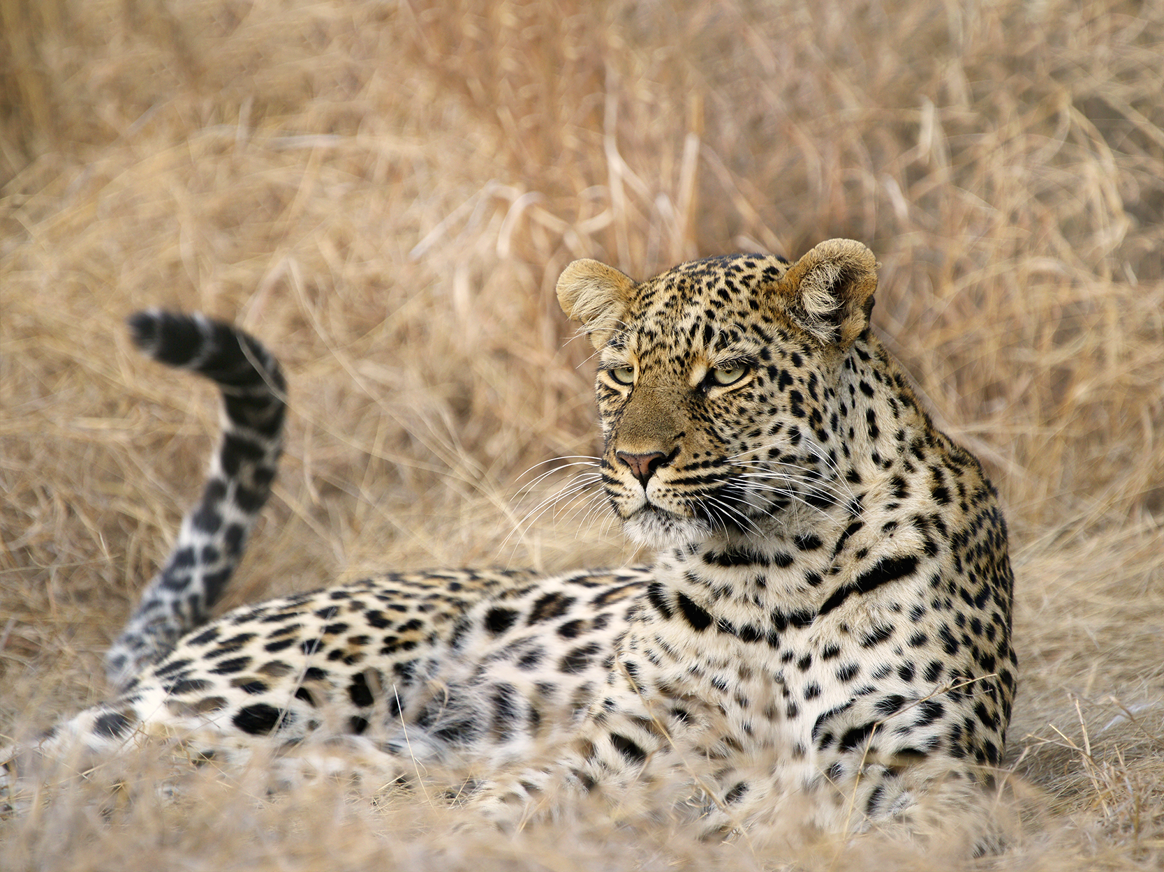Fotografia de um leopardo deitado no chão ao redor de vegetação seca. Ele tem a pelagem de cor marrom-claro com manchas pretas. Seus olhos são claros e o focinho é avermelhado.