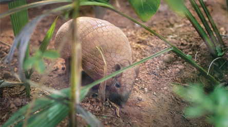Fotografia de um tatu caminhando na terra, cercado por galhos de plantas.
