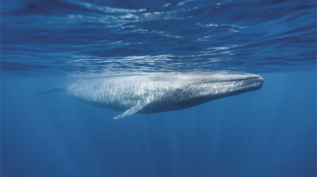 Fotografia de uma baleia azul em meio ao oceano.