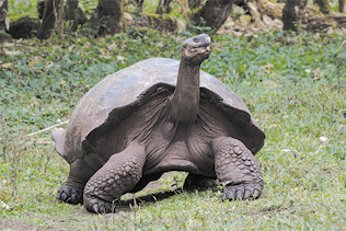 Fotografia de uma tartaruga gigante em uma área de vegetação.