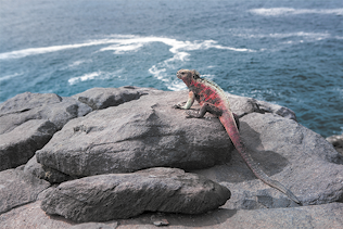 Fotografia de uma iguana sobre pedras próximas ao mar.