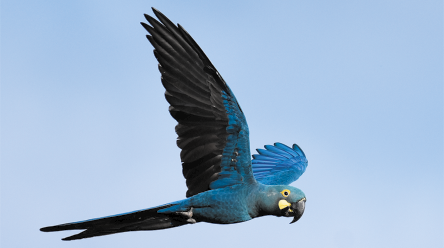 Fotografia de uma arara azul voando no céu azul.