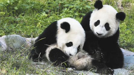 Fotografia de dois ursos panda sentados em uma área com vegetação.