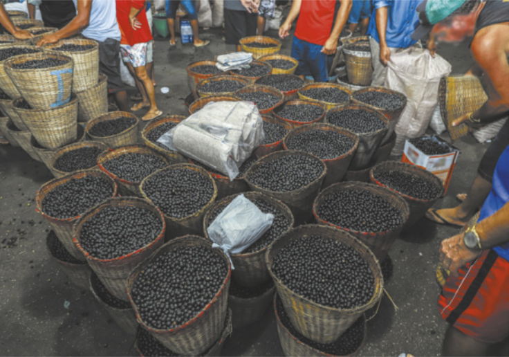Fotografia de trabalhadores preparando diversas cestas com açaí em fruta.