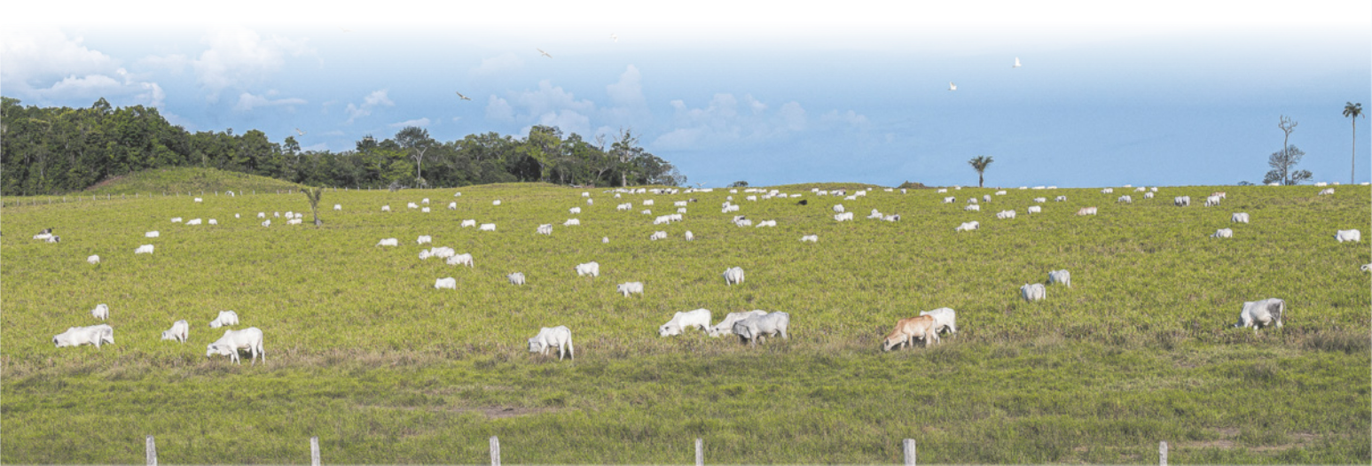 Fotografia de um pasto com dezenas de gados. Há vegetação ao fundo.