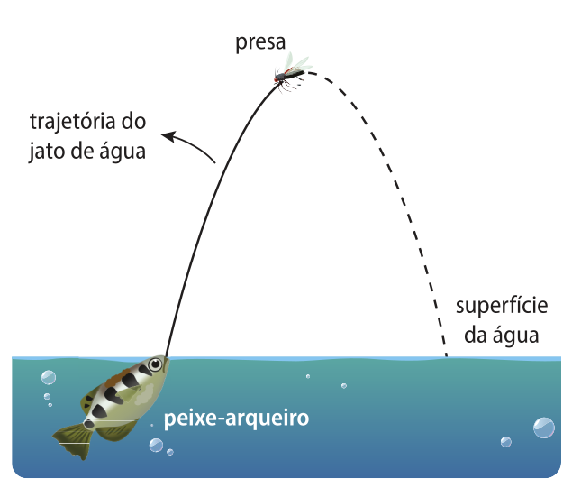 Esquema ilustrando a fotografia descrita anteriormente. Temos uma parábola com concavidade voltada para baixo, cuja trajetória do jato de água corresponde à sua parte crescente. O peixe-arqueiro está localizado nessa extremidade da parábola, submerso, enquanto a superfície da água marca a outra extremidade. A presa (gafanhoto) está posicionada no vértice.