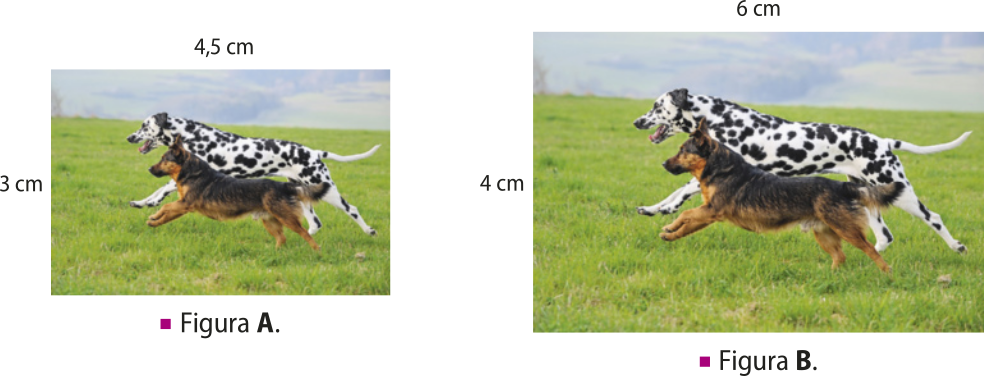 Imagem das figuras A e B. A figura A corresponde à fotografia de dois cachorros correndo em um campo, cuja medida é de 4,5 centímetros de largura por 3 centímetros de altura. A figura B corresponde à mesma fotografia ampliada, agora com 6 centímetros de largura por 4 centímetros de altura.