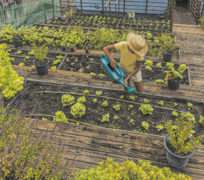 Fotografia de mulher regando hortaliças em uma horta.