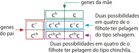 Esquema de cruzamento de genes, em formato de tabela. Nas colunas há os genes da mãe. São eles, nesta ordem: 'c^h' e 'c'. Nas linhas há os genes do pai. São eles, nesta ordem: 'c^+' e 'c^{ch}'. Cruzando primeira linha e primeira coluna: 'c^+c^h'. Cruzando primeira linha e segunda coluna: 'c^+c'. Esta linha está toda em destaque, na cor azul, e uma seta aponta para ela indicando o texto: 'Duas possibilidades em quatro de o filhote ter pelagem do tipo selvagem.' Cruzando segunda linha e primeira coluna: 'c^{ch}c^{ch}'. Cruzando segunda linha e segunda coluna: 'c^{ch}c'. Está linha está toda em destaque, na cor roxa, e uma seta aponta para ela indicando o texto: 'Duas possibilidades em quatro de o filhote ter pelagem do tipo chinchila.'