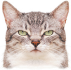 Fotografia da cabeça de um gato, voltada para frente, com os olhos abertos.