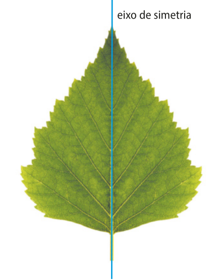 Ilustração de uma folha verde com uma reta vertical azul, denominada 'eixo de simetria', traçada ao centro.