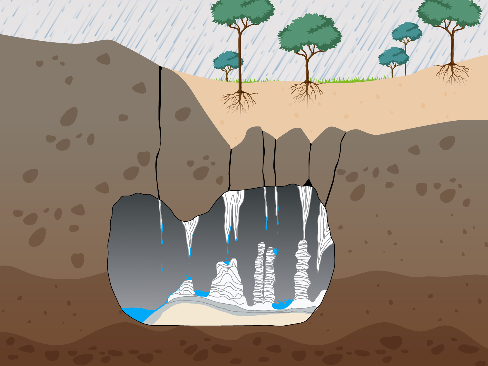 Ilustração de uma caverna subterrânea evidenciando a formação de estalactites e estalagmites. Na parte superior, está chovendo e há várias árvores com suas raízes aparentes no solo. Mais abaixo, está a caverna subterrânea, com várias formações finas e alongadas no teto, as estalactites. No chão, também há formações alongadas verticalmente, as estalagmites. Elas são mais grossas e sua altura chega próximo das formações que estão no teto. Além disso, também há algumas poças d’água no chão da caverna.