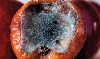 Fotografia de um fruto vermelho em processo de decomposição. A superfície está enrugada e apresenta um buraco na parte superior, onde uma área está tomada por mofo. O mofo é composto por filamentos brancos e manchas escuras que se espalham pela cavidade, com tons de cinza e preto.