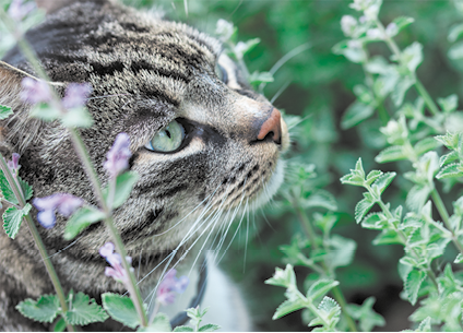 Fotografia de um gato com pelagem listrada em tons de cinza entre folhagens verdes. O gato é visto de perfil parcialmente rodeado por ramos e flores pequenas.