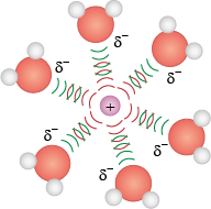 Ilustração de seis moléculas dispostas de forma circular, ao redor de uma esfera rosa com um sinal de positivo. Cada molécula é composta por uma esfera vermelha conectada a duas esferas brancas menores, e próximo de cada molécula há o símbolo de delta negativo. Há linhas curvas alternadas em verde e vermelho conectando cada molécula a esfera rosa no centro.