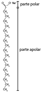 Estrutura química formada por símbolos de elementos químicos e linhas. Na parte superior, há um elemento C conectado por uma linha dupla a um elemento O e por uma linha simples um elemento O sobrescrito negativo N  a sobrescrito positivo. Abaixo, C está conectado a uma longa sequência de unidades C H índice 2 conectadas por linhas simples. Essa sequência consiste em doze unidades C H índice 2, finalizando com um grupo C H índice 3 na extremidade inferior. Está indicado que as ligações entre C e O é denominada parte polar, e as demais ligações entre os grupos C H índice 2 corresponde a parte apolar.