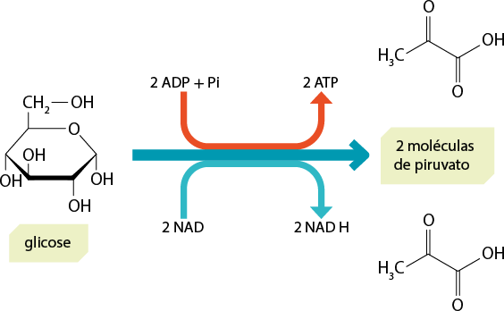 Esquema com setas e três estruturas químicas formadas por símbolos de elementos químicos e linhas. À esquerda está escrito glicose e há uma estrutura formada por um hexágono, a qual possui uma linha grossa em seu lado inferior e nos lados adjacentes a ele há um triângulo cheio. Os dois vértices do lado inferior desse hexágono estão ligados a um grupo O H por uma linha simples cada um. O vértice mais à esquerda e o vértice mais à direita também estão ligados a um grupo O H por uma linha simples. No lado superior do hexágono, no lugar de um vértice está o elemento O, e o outro vértice está ligado ao grupo C H índice 2 que está ligado ao grupo O H, ambos por linhas simples. No centro há uma seta curva vermelha, que sai da indicação 2 A D P mais Pi, e aponta para 2 A T P. Abaixo há outra seta curva, em azul, que sai da indicação 2 N A D e aponta para 2 N A D H. Entre as duas setas, há uma terceira seta que sai da estrutura à esquerda e aponta para direita, onde está escrito: duas moléculas de piruvato. Esse texto está entre duas estruturas químicas que são iguais, sendo um grupo H índice 3 C seguido de três linhas que formam 2 vértices que estão ligados a um elemento O por uma linha dupla, cada um. E ao final da terceira linha está o grupo O H.