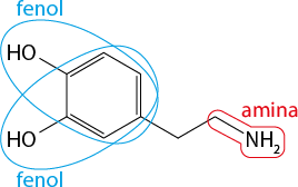 Estrutura química formada por símbolos de elementos químicos e linhas. Há um hexágono regular com linhas duplas alternadas em três de seus lados. O lado esquerdo desse hexágono tem os dois vértices ligando ao grupo H O, cada um por uma linha simples. O lado direito do hexágono tem linha dupla, e nele o vértice inferior está ligado a uma sequência de 3 linhas formando dois vértices e ao final da terceira linha está o grupo N H índice 2. Há algumas indicações sobre a estrutura. A ligação envolvendo grupo H O junto ao hexágono está circulada e indicada por fenol. E a última ligação com o grupo N H índice 2 está circulada e indicada por amina.