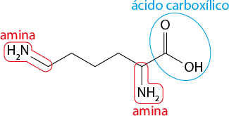 Estrutura química formada por símbolos de elementos químicos e linhas. Da esquerda para a direita: há um grupo H índice 2 N ligado a uma sequência de 7 linhas formando 6 vértices, na qual, o quinto vértice está ligado ao grupo N H índice 2 por uma linha simples; e o sexto vértice está ligado ao elemento O por uma linha dupla. E ao final da sétima linha está o grupo O H. Há algumas indicações sobre a estrutura. As duas ligações com o grupo H índice 2 N estão circuladas, e indicadas por amina. As ligações envolvendo O e OH também está circulada e indicada por ácido carboxílico.