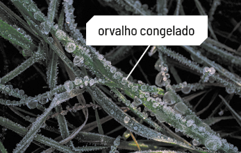 Fotografia de folhas finas cobertas por gotas de orvalho congelado. As gotas são pequenos cristais translúcidos distribuídos ao longo das superfícies das folhas.