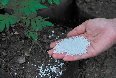Fotografia de uma mão segurando grânulos brancos de fertilizante sobre um solo próximo a uma planta. Ao lado há uma planta com folhas verdes e pequenos caules, posicionada em um solo de textura escura.