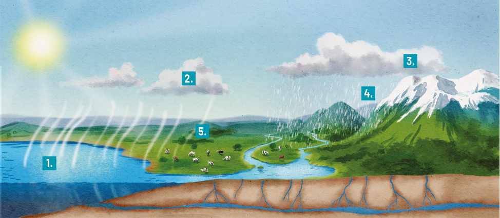 Ilustração de um esquema do ciclo hidrológico com diferentes elementos numerados. À esquerda, há um corpo de água com linhas brancas ascendentes indicadas por 1. Acima, no céu, nuvens flutuam com o número 2 indicado. À direita, há uma montanha coberta de neve, onde ocorre precipitação marcada com o número 3. Mais abaixo, em uma montanha verdejante, há um rio sinuoso que desce em direção a uma planície com o número 4. No centro, próximo ao rio há vários animais, como vacas e bois em uma área verde, indicada com o número 5. Na base da planície, fluxos de água subterrânea são representados abaixo da superfície terrestre. E no canto superior esquerdo está o sol.