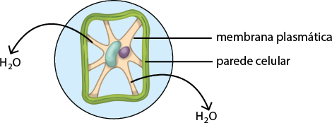 Ilustração esquemática de uma célula vegetal em vista ampliada. A célula é delimitada por duas camadas: a parede celular, representada por uma linha verde espessa externa, e a membrana plasmática, uma linha fina interna. Dentro membrana plasmática há uma estrutura central em azul, e uma estrutura menor oval em roxo. Setas indicam o movimento de H 2 O: uma seta apontando para dentro da célula representa a entrada de água, e outra seta apontando para fora simboliza a saída de água.