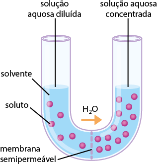 Ilustração esquemática de um tubo em forma de U preenchidos por líquidos representando soluções aquosas. O lado esquerdo contém uma solução aquosa diluída, com poucas partículas de soluto representados por esferas rosa dispersas em solvente. O lado direito contém uma solução aquosa concentrada, com maior quantidade de partículas de soluto. No centro inferior do tubo, há uma linha tracejada vertical, representando a membrana semipermeável. Uma seta horizontal amarela aponta do lado da solução diluída para o lado da solução concentrada, H 2 O.