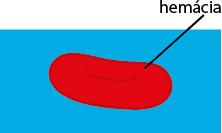 Ilustração de uma hemácia flutuando em um fundo azul. A hemácia é representada como uma estrutura oval de cor vermelha com uma curva interna.