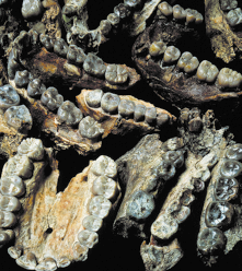 Fotografia de várias mandíbulas fossilizadas dispostas. Elas apresentam diferentes níveis de preservação, com dentes visíveis em algumas delas, variando em cor de tons amarelados a marrons escuros.