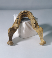 Fotografia de uma mandíbula fossilizada posicionada sobre uma superfície clara, com um suporte branco ao fundo mantendo-a em pé. A mandíbula apresenta uma curvatura em forma de arco, com dentes preservados em ambas as laterais.