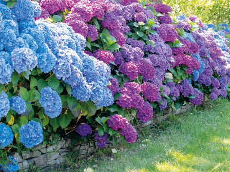 Fotografia de um jardim com uma fileira de hortênsias em plena floração, exibindo uma combinação de cores. As flores à esquerda são predominantemente azuis, enquanto as da direita apresentam tons de roxo e rosa.