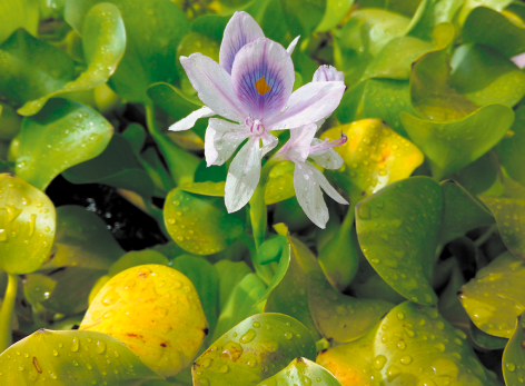 Fotografia de uma flor com pétalas brancas e roxas rodeada por folhas verdes que contém respingos de água.