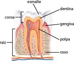 Ilustração de um dente humano em corte transversal, mostrando suas principais estruturas e camadas. A camada externa é denominada esmalte, e abaixo dela está a camada interna chamada dentina, de coloração amarelada. Ela envolve a chamada polpa, camada na parte central do dente composta por nervos e vasos sanguíneos. Também há a raiz, parte do dente que está inserida no osso; a gengiva, tecido rosado que envolve a base do dente; e a coroa que fica visível acima da gengiva.