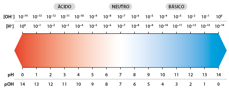 Esquema representando a escala de p H e p O H em relação à concentração de H positivo e O H negativo. Na primeira linha está escrito abre colchetes O H sobrescrito negativo fecha colchetes, a frente há uma escala numérica de 10 elevado a menos 14 até 10 elevado a 0, aumentando de um em um no expoente. Na segunda linha, está escrito abre colchetes H sobrescrito positivo fecha colchetes, a frente há uma escala numérica de 10 elevado a zero até 10 elevado a menos 14, diminuindo de um em um no expoente. Abaixo há uma faixa de coloração vermelha à esquerda, azul à direita e branca no meio. Abaixo há outra linha escrito p h e uma escala que vai de 0 a 14 variando de um em um. Na última linha está escrito p O H e uma escala que vai de 14 a 0, diminuindo de um em um. Acima da faixa em vermelho e próximo de 10 elevado a menos 11, está escrito ácido. Acima da faixa em branco e próximo de 10 elevado a menos 7, está escrito neutro. E acima da parte azul e próximo de 10 elevado a menos 3, está escrito básico.