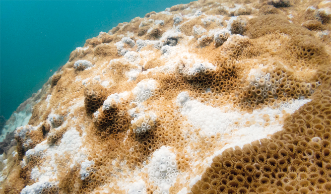 Fotografia subaquática de um recife de corais. A superfície do coral é irregular com estruturas ovaladas com pequenas saliências nas bordas, e apresenta uma mistura de cores, predominantemente em tons de marrom, com áreas brancas.