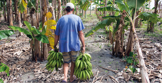 Fotografia de um homem visto de costas caminhando por uma plantação de bananeiras, carregando dois cachos nas mãos. As bananeiras ao redor possuem troncos marrons e folhas verdes, algumas das quais estão amareladas e as bananas são verdes.