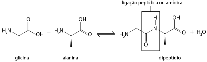 Esquema com uma equação química. À esquerda, estão as estruturas da glicina mais a estrutura da alanina. A glicina possui um grupo H índice 2 N ligado a uma sequência de três linhas formando dois vértices, na qual o segundo está ligado a um elemento O por uma linha dupla, e ao final da terceira linha está o grupo O H. A alanina possui um grupo H índice 2 N ligado a uma sequência de três linhas formando dois vértices, na qual o primeiro está ligado a um triângulo cheio, o segundo está ligado a um elemento O por uma linha dupla, e ao final da terceira linha está o grupo O H. No centro há duas setas, uma apontando para direita e outra para esquerda. À direita está a estrutura do dipeptídio, que possui um grupo H índice 2 N ligado a uma sequência de três linhas formando dois vértices, na qual, o segundo está ligado a um elemento O por uma linha dupla, e ao final da terceira linha está o elemento N ligado a um elemento H. N também está ligado a uma sequência de três linhas formando dois vértices, na qual o primeiro está ligado a um triângulo cheio, o segundo está ligado a um elemento O por uma linha dupla, e ao final da terceira linha está o grupo O H. Ao lado dessa estrutura está escrito mais H índice 2 O.