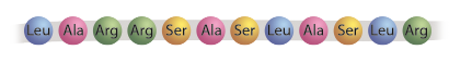 Ilustração representando uma sequência de aminoácidos. Cada aminoácido é representado por uma esfera colorida contendo sua abreviação de três letras. E organizadas em uma linha. A sequência apresentada é: L e u esfera azul, A l a esfera rosa, A r g esfera verde, A r g esfera verde, S e r esfera amarela, A l a esfera rosa, S e r esfera amarela, L e u esfera azul, A l a esfera rosa, S e r esfera amarela, L e u esfera azul e A r g esfera verde.