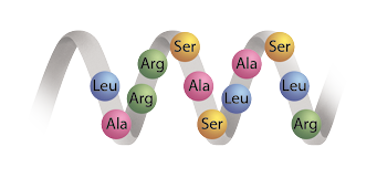 Ilustração representando uma estrutura com aminoácidos representados por uma esfera colorida contendo sua abreviação de três letras. A sequência apresentada é: L e u esfera azul, A l a esfera rosa, A r g esfera verde, A r g esfera verde, S e r esfera amarela, A l a esfera rosa, S e r esfera amarela, L e u esfera azul, A l a esfera rosa, S e r esfera amarela, L e u esfera azul e A r g esfera verde. Os aminoácidos estão dispostos formando várias curvas.