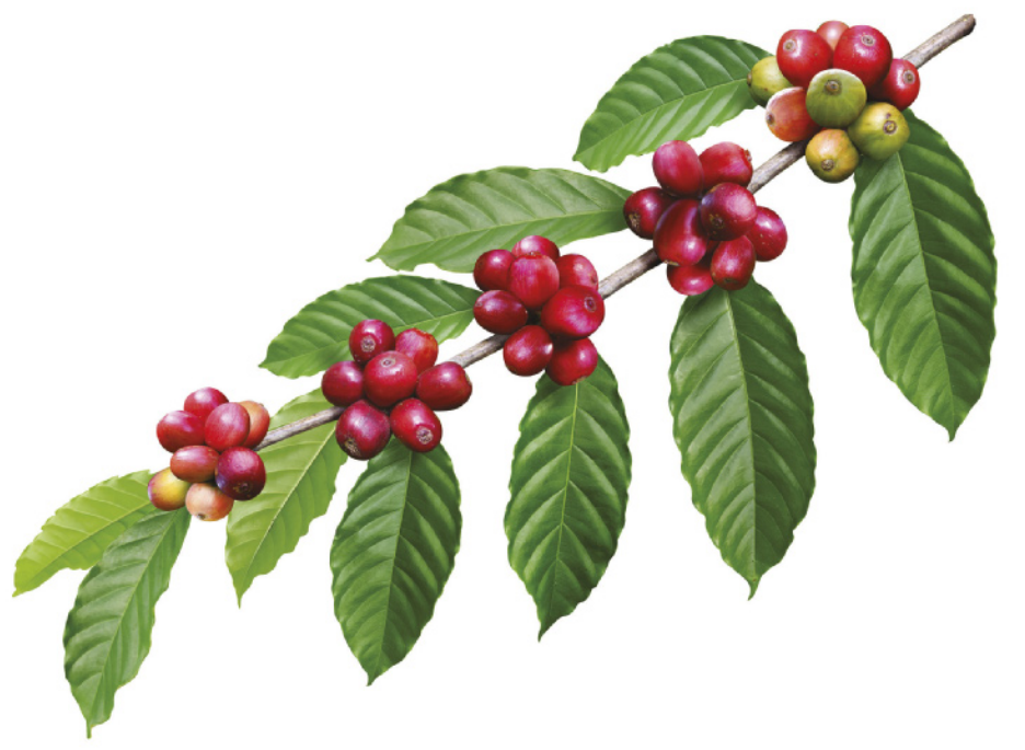 Imagem de ramo com cachos de café ao longo do caule, entre as folhas.