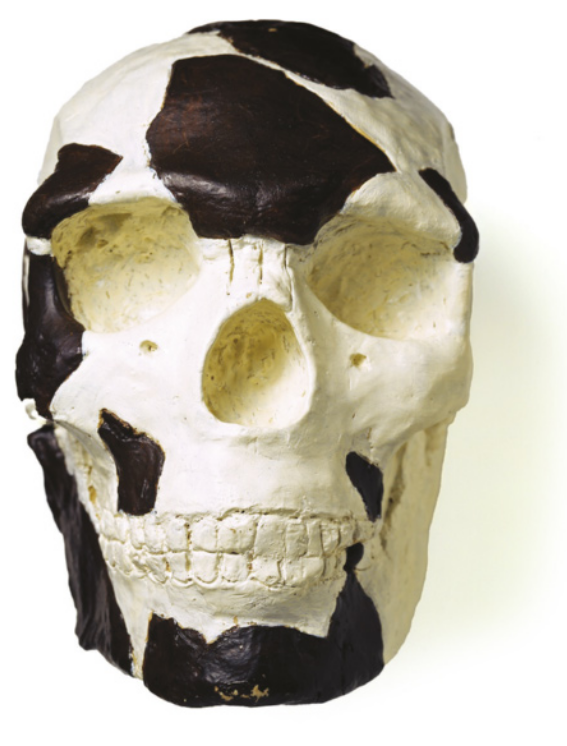 Imagem de réplica de crânio humano com manchas na parte superior, na lateral direita e ao redor dos dentes.