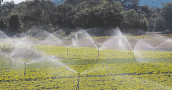 Fotografia de um sistema de irrigação em um cultivo agrícola.