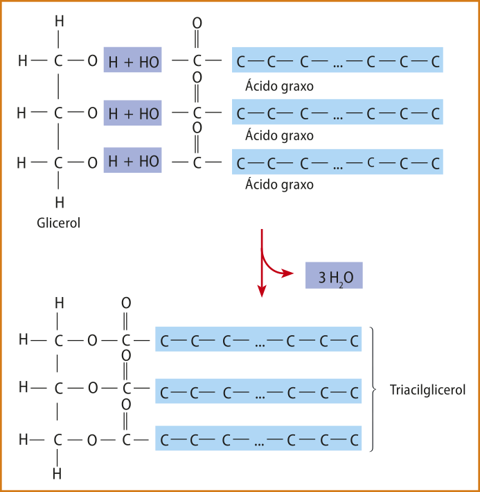 Imagem mostrando a fórmula estrutural de uma molécula de glicerol ligada à três moléculas de ácido graxo. A perda de três moléculas de água gera uma molécula de triacilglicerol.
