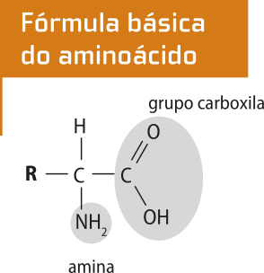 Imagem representando a fórmula estrutural de uma molécula de aminoácido. Estão destacadas a molécula de amina e o grupo carboxila.