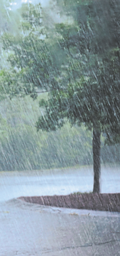 Fotografia da chuva caindo em cima de uma árvore.