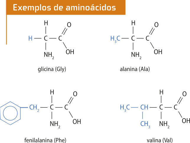 Imagem contendo as fórmulas estruturais de 4 moléculas de aminoácidos: glicina (Gly), alanina (Ala), fenilalanina (Phe) e valina (Val).